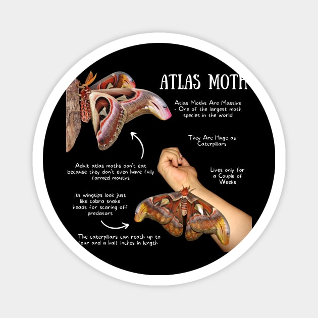 Animal Facts - Atlas Moth Magnet by Animal Facts and Trivias